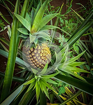 Pineapple Plantation