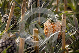 Pineapple plantation, greenhouse, Sao Miguel, Azores islands, unique culture