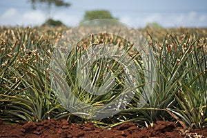 Pineapple plantation in hawaii