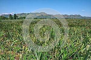 Pineapple plantation at Malaybalay, Bukidnon, Philippines