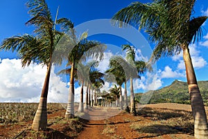 Pineapple plantation in Mauritius