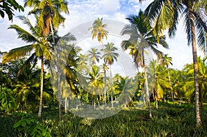 Pineapple plantation, palms and bright blue sky