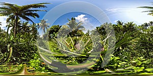 Pineapple plantation in the Philippines. VR 360. photo