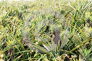 Pineapple on plantation with sunrise