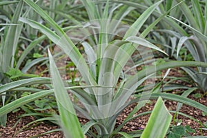 Pineapple plants in a greenhouse