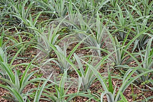 Pineapple plants in a greenhouse