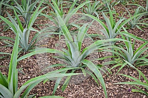 Pineapple plants in a greenhouse