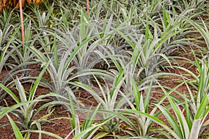 Pineapple plants in a greenhouse