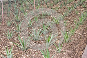 Pineapple plants in a greenhouse