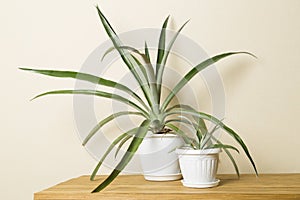 Pineapple plants in pot on table