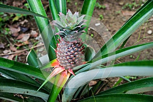 Pineapple ripe almost the middle of the long leaves Singapore