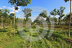 Pineapple and rubber tree plantation