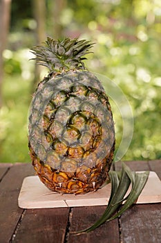 Pineapple scientific name: Ananas comosus is a biennial plant.