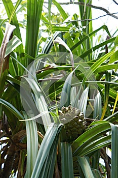 Pineapple on the Seychelles still green