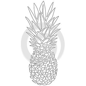 Pineapple sketch. Realistic silhouette. Design for greeting cards, coloring books