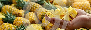 Pineapple slice held in hand, selection of pineapples on blurred background with copy space