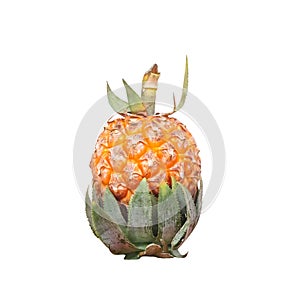 Pineapple or small ananas Comosus tropical fruit with green leaf  isolated on white background , clipping path