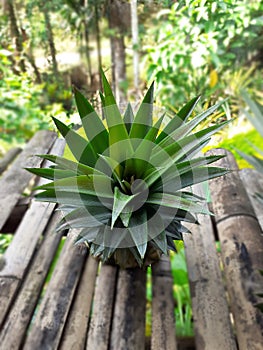The pineapple spigot was placed on an old bamboo table among a garden
