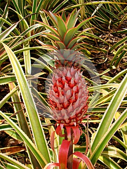 Pineapple on the stalk, Dole Plantation, Oahu