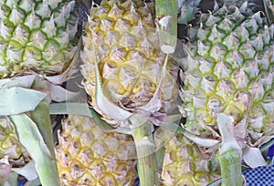 Pineapple stalk.Yellow pineapple green Sold on canvas background.A lot of pineapple fruit background