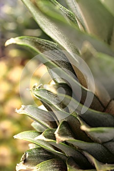 Pineapple Top Leaves