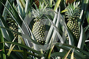 Pineapple tree (Ananas comosus) with a natural background