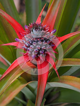 The pineapple tree is bearing fruit in on nature background