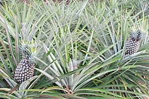 Pineapple tree in farm field