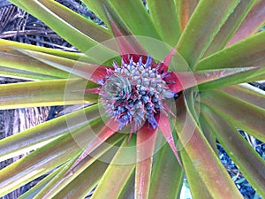 Pineapple on tree