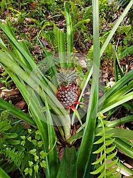 a pineapple tree that grows in gardens