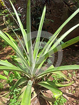 This is a pineapple tree that has not yet produced fruit photo