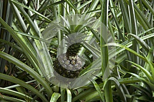 Pineapple tree singapore botanic gardens