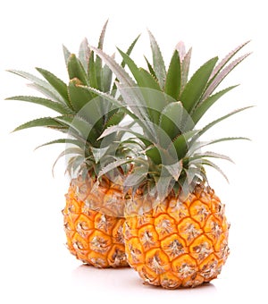 Pineapple tropical fruit or ananas