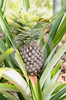 Pineapple tropical fruit growing in a farm, N.E.Espiritu Santo island-Sanma province-Vanuatu.