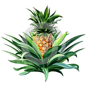 Pineapple tropical fruit growing, isolated watercolor illustration