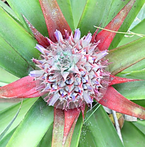 Pineapple, tropical fruit of the Northeast