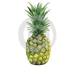 Pineapple. Tropical fruit. Watercolour illustration isolated on white background.