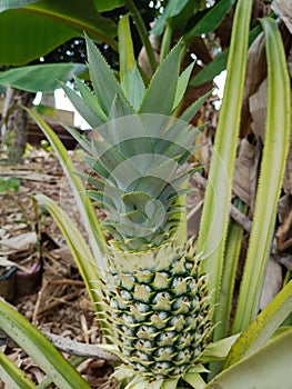 Pineapple is a tropical plant with edible fruit and the most economically important plant in the Bromeliaceae family. photo