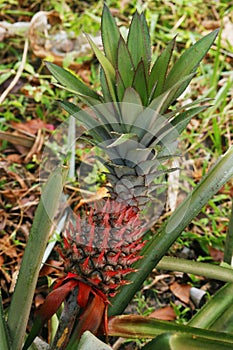 Pineapple is a tropical plant with an edible fruit and the most economically significant plant in the family Bromeliaceae photo