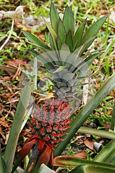 Pineapple is a tropical plant with an edible fruit and the most economically significant plant in the family Bromeliaceae