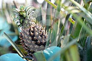 Pineapple