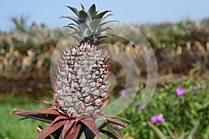 Pineapple