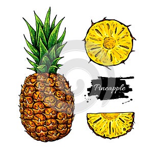 Pineapple vector drawing. Tropical summer fruit hand drawn illustration.