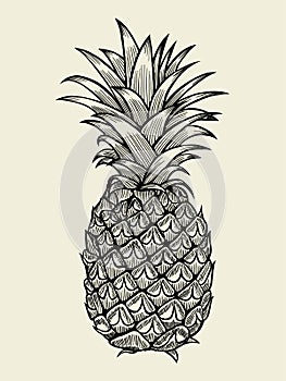 Pineapple vector Illustration