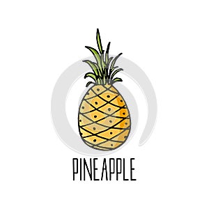 Pineapple vector illustration on white.