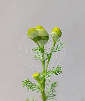 Pineapple weed (Matricaria discoidea)