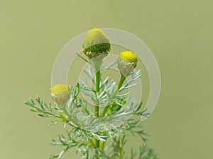 Pineapple weed (Matricaria discoidea)