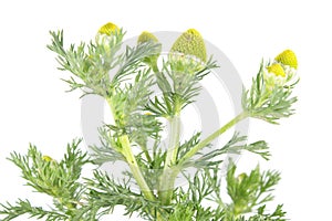 Pineapple weed or wild chamomile or Matricaria discoidea isolated on white background. Medicinal plant