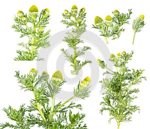 Pineapple weed or wild chamomile & x28;Matricaria discoidea& x29; isolated on white background. Medicinal plant