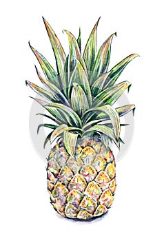 Pineapple on a white background. Watercolor colourful illustration. Tropical fruit. Handwork